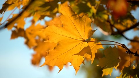 Closeup of a yellow, orange maple leaf swaying gently in the wind against a light blue sky. Beautiful autumn fall colors, sunlight shining through, slow motion. Shallow depth of field.