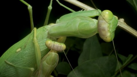 Mating of Transcaucasian Tree Mantis (Hierodula transcaucasica). Extreme close up portrait of mantis insect