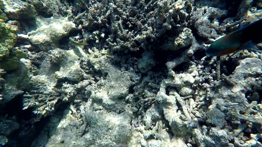 Different types of corals. Parrotfish swimming among the corals. Aquarium fish in the wild.