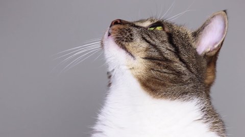 Tabby cat looks up and licks its lips in front of gray background. Domestic animal.