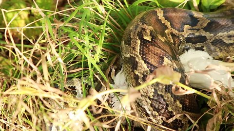 24 Chicken Eat Snake Stock Video Footage - 4K and HD Video Clips | Shutterstock 24 Chicken Eat Snake Stock Video Footage - 4K and HD Video Clips | Shutterstock