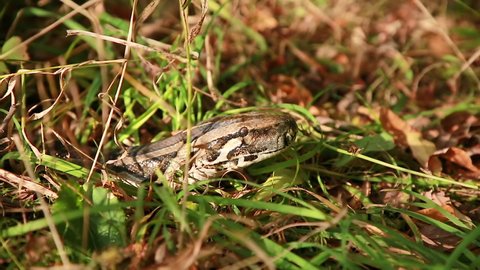 Close-up of the head of a spotted python in the grass. The boa constrictor went hunting. The biggest snake in the wild.
