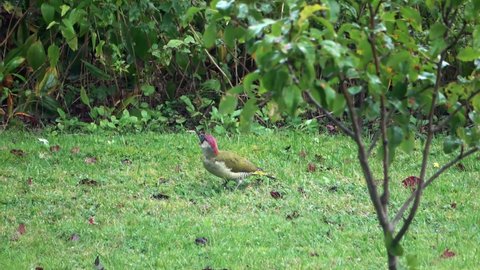 Rare green woodpecker examining a patch of lawn in a garden.