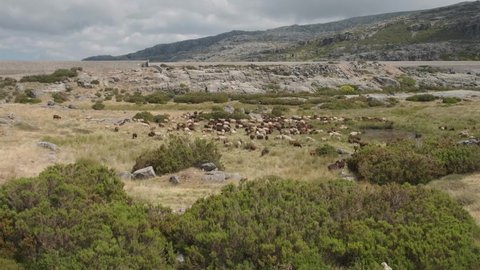 Herd of goats in rural landscape. Serra da Estrela in Portugal. Panning