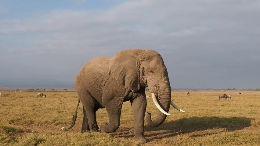 African Bush Elephant - Loxodonta africana lonely elephant walking in savannah of the Amboseli park under Kilimanjaro in the afternoon, running side of the camera. Royalty-Free Stock Footage #1080227039