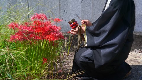 A monk praying in front of cluster amaryllis
