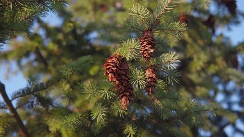 A close-up of spruce cones hanging from a tree branch against a blue sky. Gimbal shot.