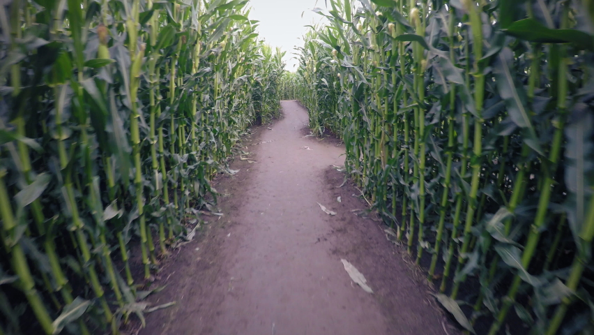 Corn Maze POV Walking Around Lost. First person view exploring Halloween labyrinth | Shutterstock HD Video #1080229721