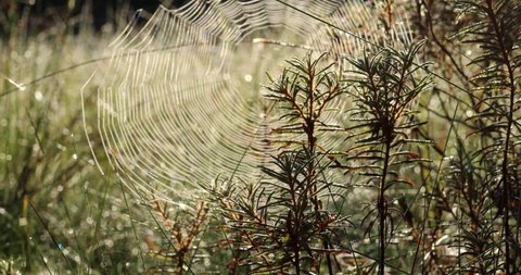 Beautiful fall morning -  misty cobwebs in the nature