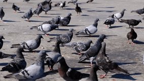 Flock of pigeons are flying away in super slow motion