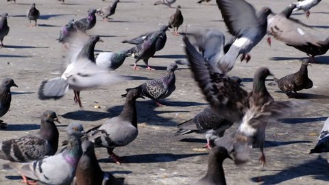 Flock of pigeons are flying away in super slow motion