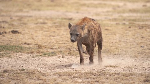 Spotted Hyena - Crocuta crocuta after meals walking in the park. Beautiful sunset or sunrise in Amboseli in Kenya, walking scavenger in the savanna, sandy and dusty place with the grass.