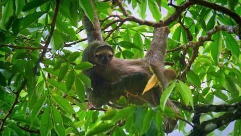 Brown-throated sloth - Bradypus variegatus species of three-toed sloth found in the Neotropical realm of Central and South America, hanging mammal found in the forests of South and Central America. 
