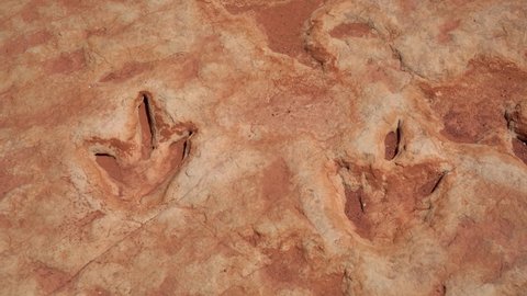 Dinosaur Tracks Velociraptor Closeup Arizona Desert USA