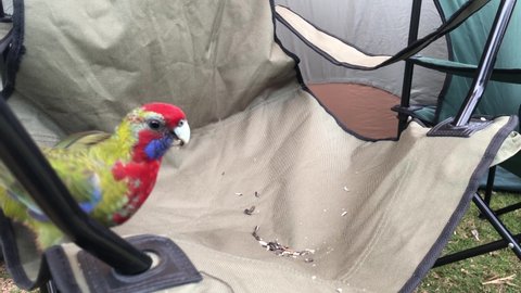 Rosella parrot eating seeds on camping chair.