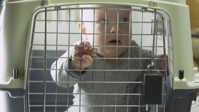 Baby boy in transport cage pet carrier with metal door, child looking out of the cage holding on to the bars of the door. High quality 4k footage