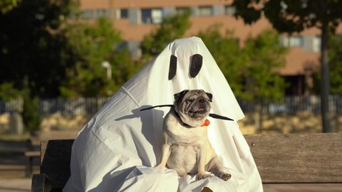 Pug and person dressed as ghost for halloween look at camera at the park