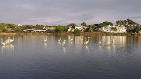 View from water of wild flamingos standing in water of Quinta do Lago, Algarve, Portugal, Europe. Exotic birds feeding on lake. Luxury villas situated in picturesque landscape, 4k footage