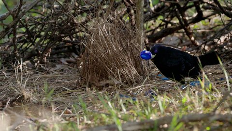 a high frame rate clip of a male satin bowerbird holding up a blue bottle cap as part of his courtship display at his bower in an australian forest