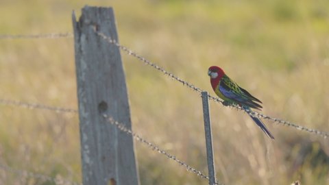 a sunset slow motion long shot of an eastern rosella perched on a wire fence at a reserve on the central coast of nsw, australia