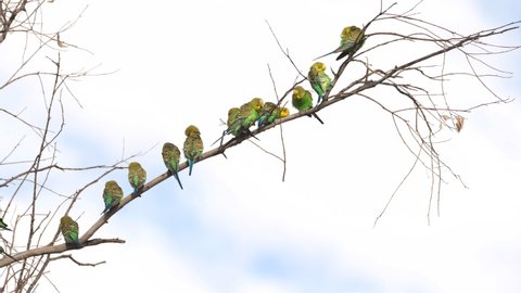 a high frame rate clip of a budgerigar flock in a tree at redbank waterhole near alice springs in the northern territory