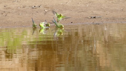 a slow motion front view of a budgerigar flock drinking at redbank waterhole near alice springs in the northern territory, australia