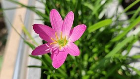 Zephyranthes Lily, Rain Lily ,Fairy Lily, Little Witches. Pink flowers moving in the wind, green leaves planted in pots on the balcony of a house.