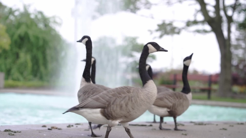Lots of Canada Geese in front of the fountain in Toronto Island Ontario Canada	