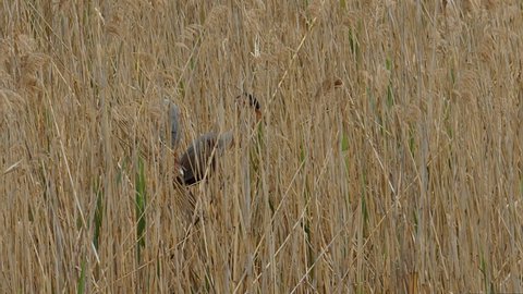 The male of a pair of Purple Herons, Ardea purpurea, within a reed bed positions a long reed whilst building their nest. Lake Kerkini wetland in northern Greece. Part of sequence. Wide shot.