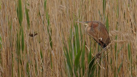 A Purple Heron, Ardea purpurea, balances on a clump of reeds with a Reed Warbler, waiting for prey to come along at the Lake Kerkini wetland in northern Greece. Part of sequence.
