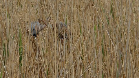 A pair of Purple Herons, Ardea purpurea, hidden within a reed bed displaying courtship behaviour mirroring each other, at Lake Kerkini wetland in northern Greece. Part of sequence. Wide shot.