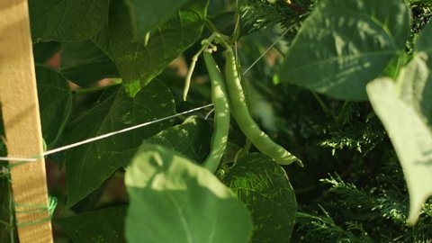 Runner flageolets beans, pole beans (Phaseolus coccineus) under natural growth conditions in the garden. 4K. slow motion footage. Healty foods.
