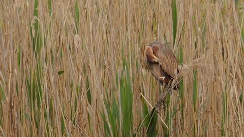A Purple Heron, Ardea purpurea, balances on a clump of reeds grooming itself while waiting for prey to come along at the Lake Kerkini wetland in northern Greece. Part of sequence. Tight shot.