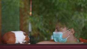Young teenage white kid wearing blue medical face mask staying home in isolation at coronavirus time. Cute pet animal white and brown guinea pig and young kid looking out of window happily
