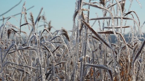Panorama Dry reed grass in hoarfrost in sunny weather
