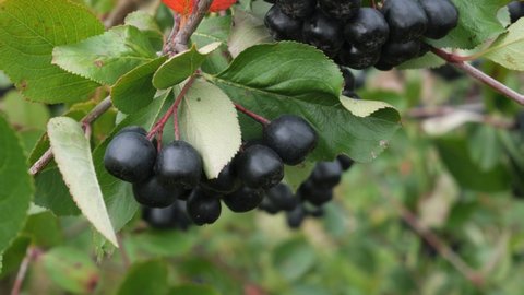 Chokeberry berries on bush branches. Fruit garden and harvesting concept. Nature background 