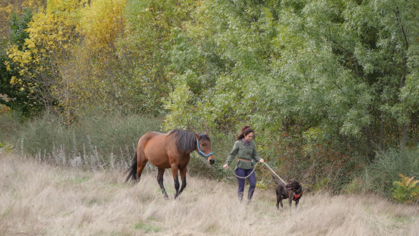 Female horse owner and her labrador retriever dog walking a chestnut andalusian mare on an early autumn day. | Shutterstock HD Video #1080258476