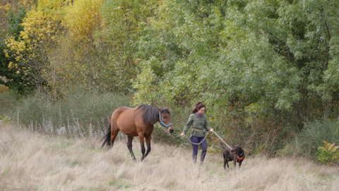 Female horse owner and her labrador retriever dog walking a chestnut andalusian mare on an early autumn day.