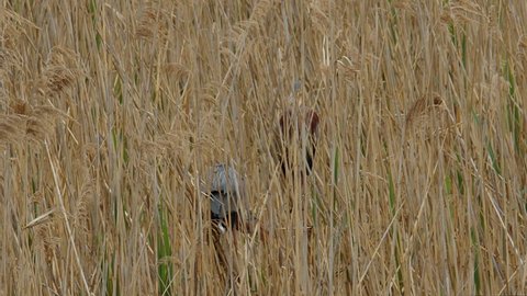 A pair of Purple Herons, Ardea purpurea, hidden within a reed bed preening and grooming themselves at Lake Kerkini wetland in northern Greece. Part of sequence. Mid shot.