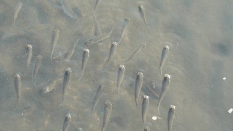 A school of little fish spotted in a puddle of water in sandy tidal flat at Gaomei wetlands preservation area, Taichung, Taiwan.
