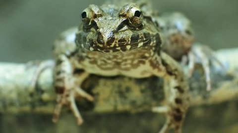 Malayan giant toad frog or river toad.
