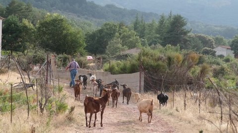Bohoyo, Avila, Spain. August 25, 2021: Shepherd with his herd of goats.