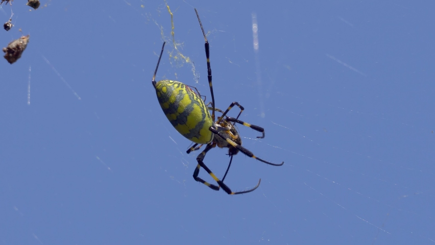 Big Joro Spider ( Trichonephila clavata or Nephila clavata ) biting and holding caught alive prey in the cobweb over blue sky in South Korea, close-up