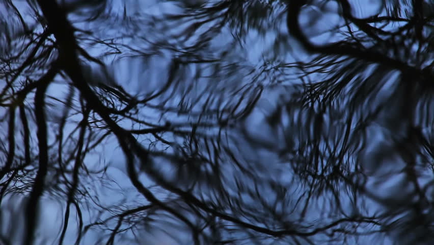 Water ripples with reflection of dark tree branch 