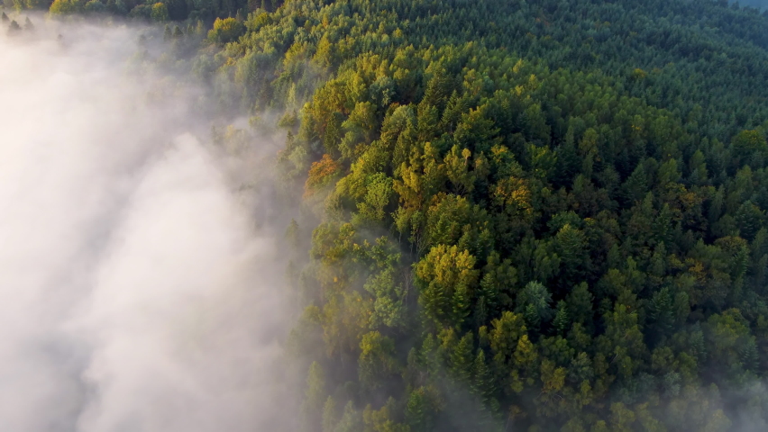Aerial view of a beautiful evergreen forest in autumn fog