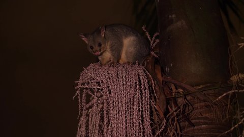 SYDNEY, NSW, AUSTRALIA. MARCH 03 2020. Wild Possum in the wind.