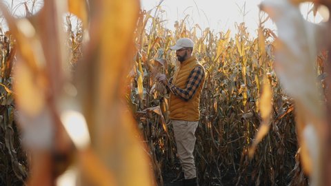 A farmer inspects ripe corn in a dry cornfield before the harvest season