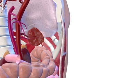 Spleen , internal organs 3D render, anatomy of the human body, white background with luma matte for transparency.