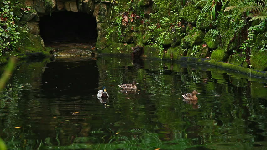 Duck family swimming and flying in the pond  