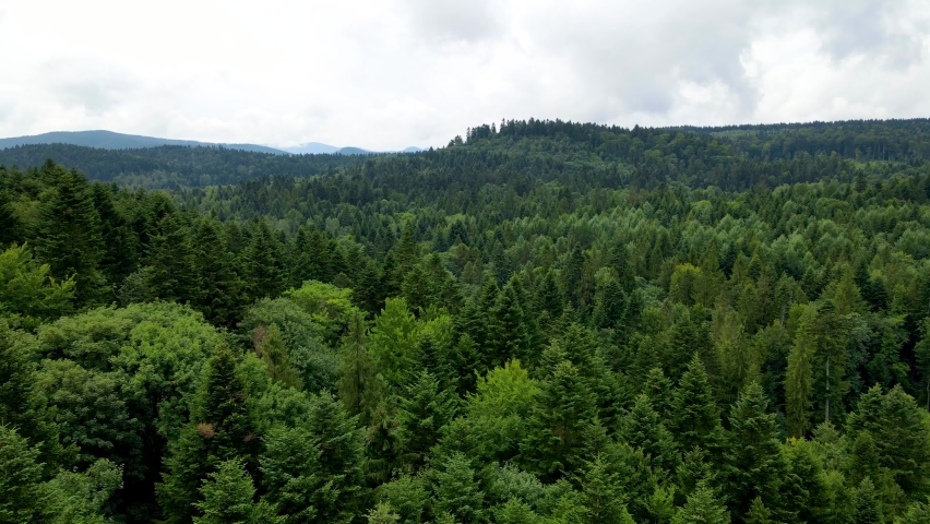 Harz forest densely planted top view flying drone coniferous deciduous green beautiful view | Shutterstock HD Video #1080268331
